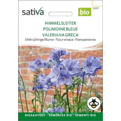 Kék csatavirág - Polemonium caeruleum