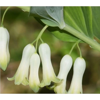 Salamon pecsét -- Polygonatum multiflorum