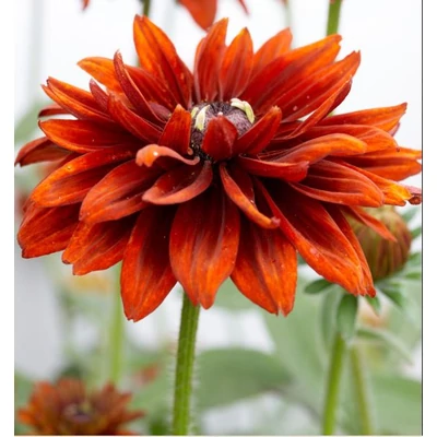 Borzas kúpvirág - Rudbeckia cherokee Sunset