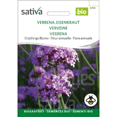 Ernyős Verbéna  - Verbena bonariensis 