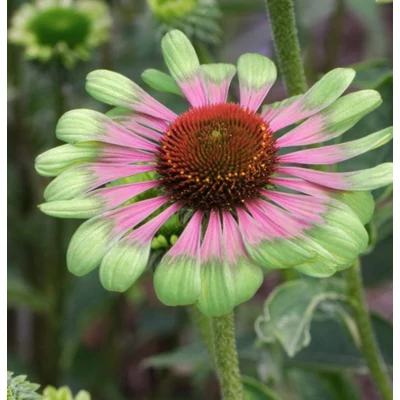 Bíbor Kasvirág Zöld - Echinacea Purpurea Green Twister