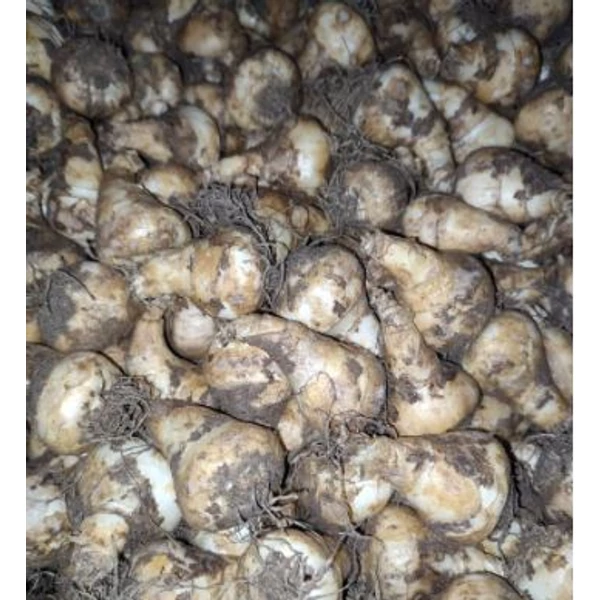 Nyári Jácint - Galtonia Candicans