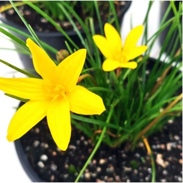 Zefírvirág Sárga - ZEPHYRANTHES Citrina