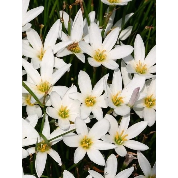  Zefírvirág fehér - ZEPHYRANTHES CANDIDA 