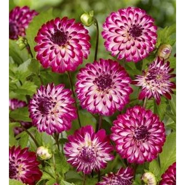 Dahlia Little Robert - Pompom Dália