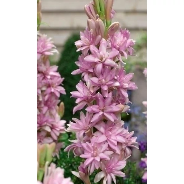 Polianthes Pink Saphire - Tubarózsa rózsaszín