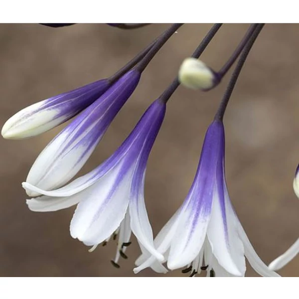 Szerelemvirág Tűzijáték  - Agapanthus Fireworks