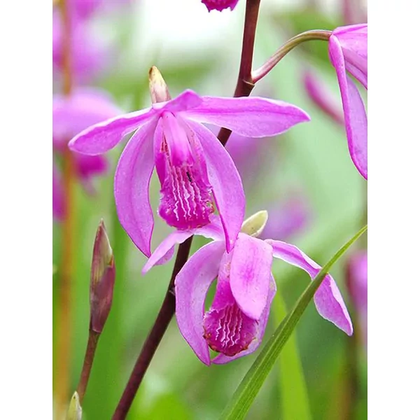 Jácint orchidea - Bletilla striata Rose