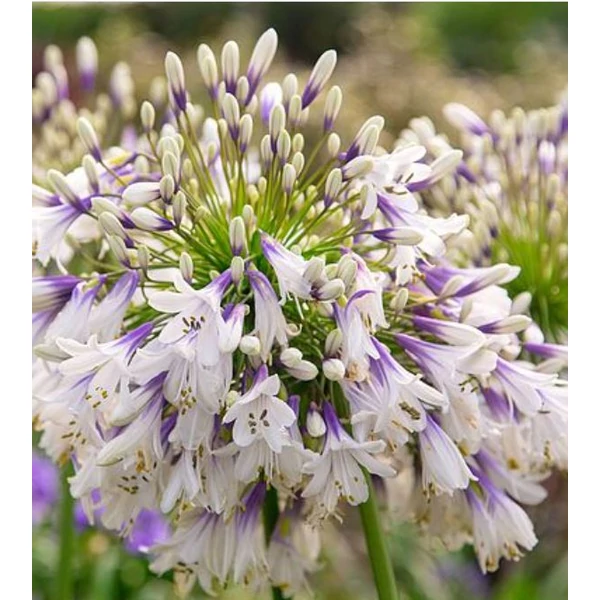 Szerelemvirág Tűzijáték  - Agapanthus Fireworks