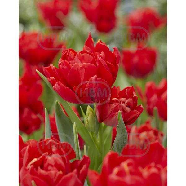 Tulipán Abba Double Early Csokros