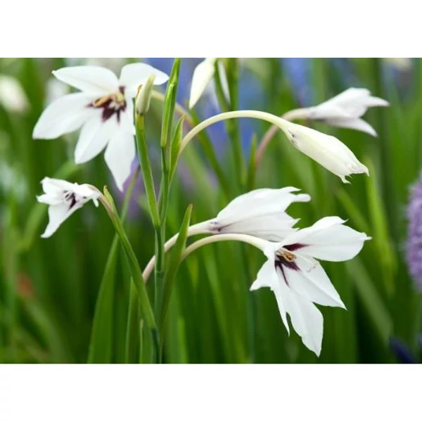 Abesszin vagy illatos kardvirág - Acidanthera gladiolus Callianthus