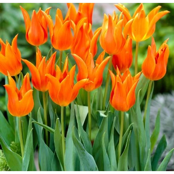 Tulipán Ballade Narancs (Lily flowering)