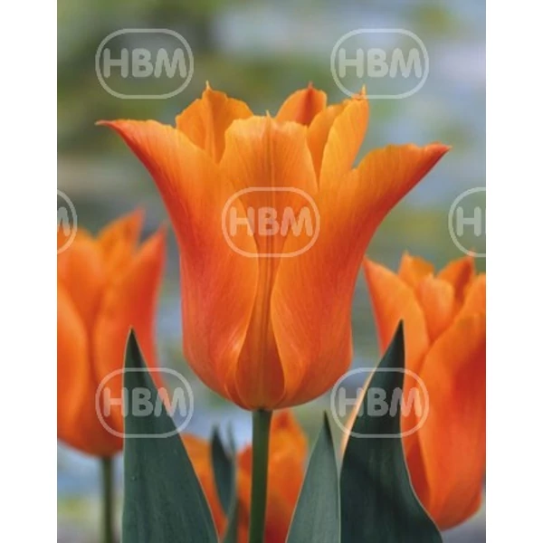 Tulipán Ballade Narancs (Lily flowering)