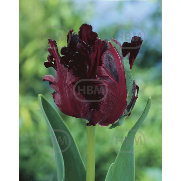 Tulipán Black Parrot