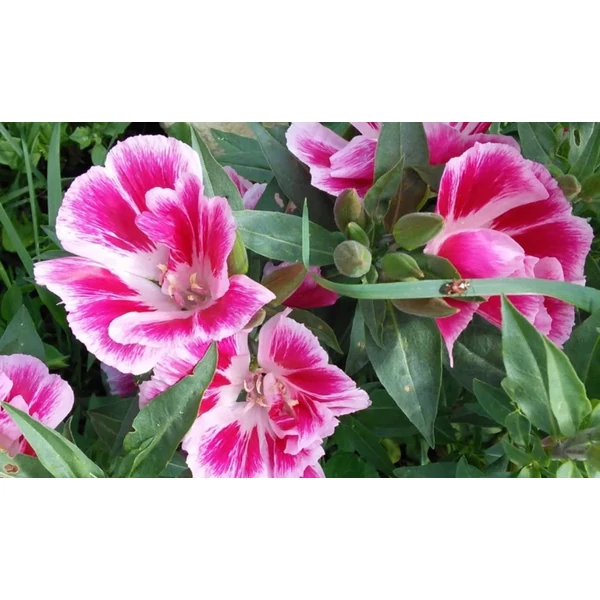 Clarkia 'Azaleenschau' - Annual flowers