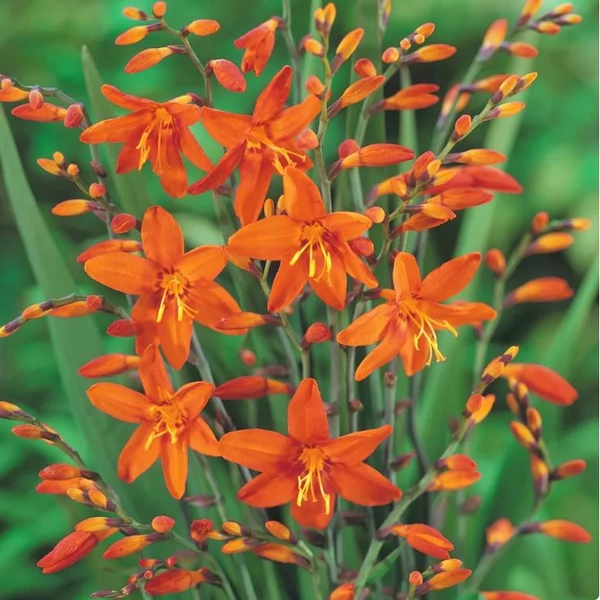 Kerti sáfrányfű - Crocosmia masonorum Orange