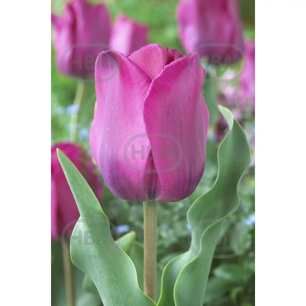 Tulipán Triumph Don Quichotte