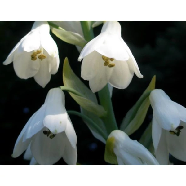 Nyári Jácint - Galtonia Candicans