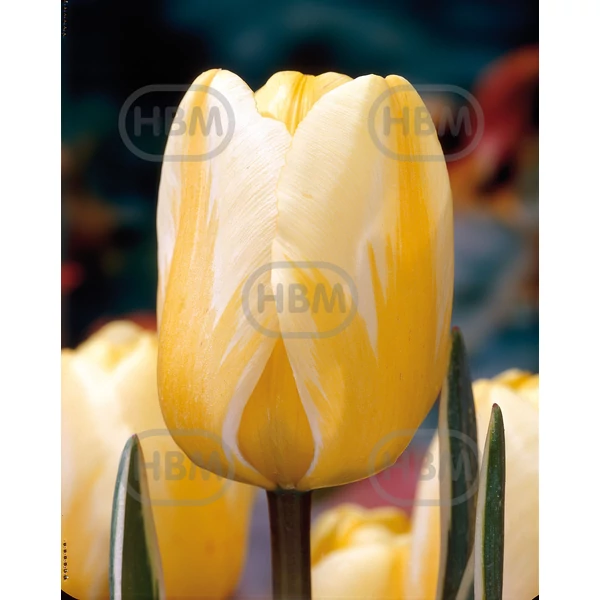 Tulipán Jaap Groot Darwin-Hybrid