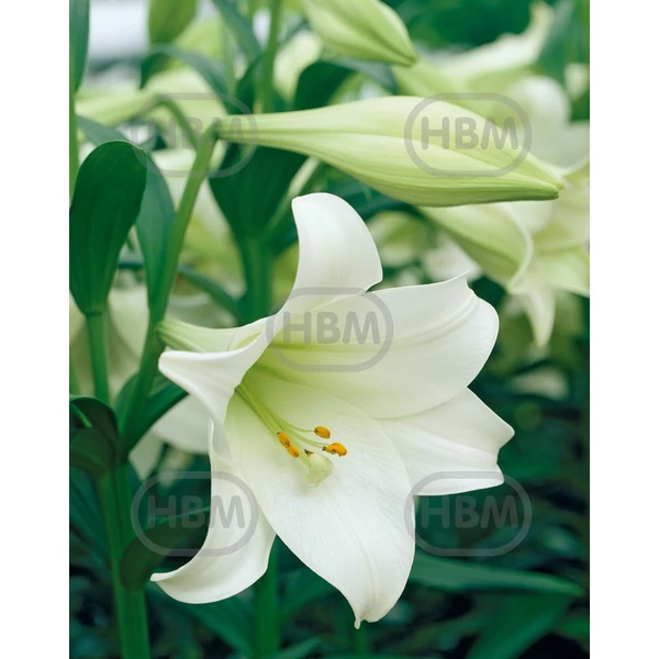 Liliom Longiflorum Jules Verne