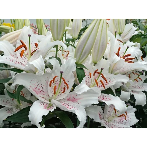 Liliom Oriental Muscadet