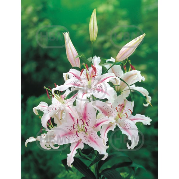 Liliom Oriental Muscadet
