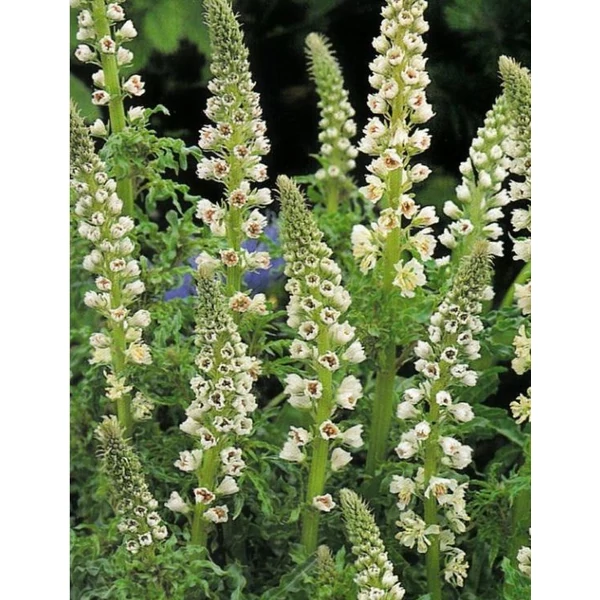 Illatos Rezeda - Reseda Odorante 'Machet'