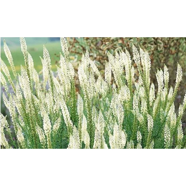 Illatos Rezeda - Reseda Odorante 'Machet'