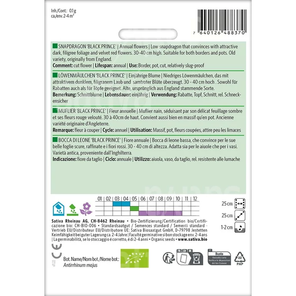 Tátika  - Antirrhinum majus 'Black Prince'