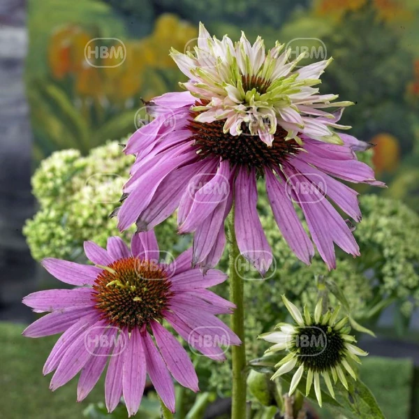 Bíbor Kasvirág Dupla  - Echinacea Double Decker - 