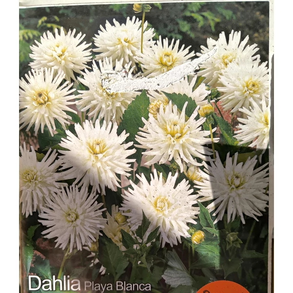 Dália - Playa Blanca (Dahlia)