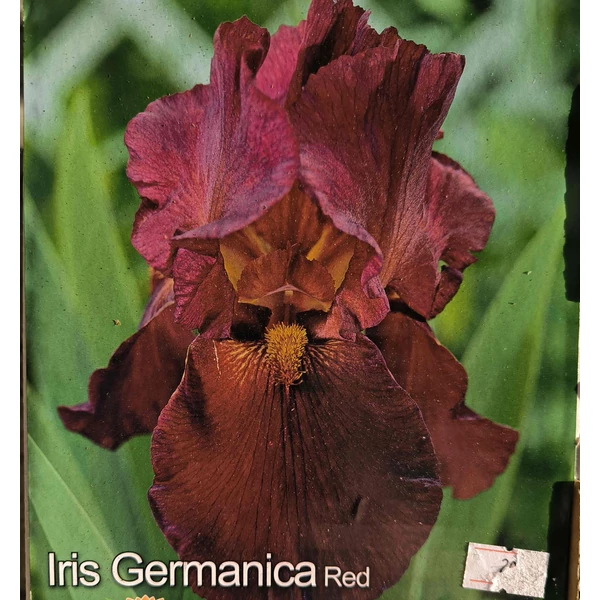 Iris Germanica 'Red' – Írisz nőszirom