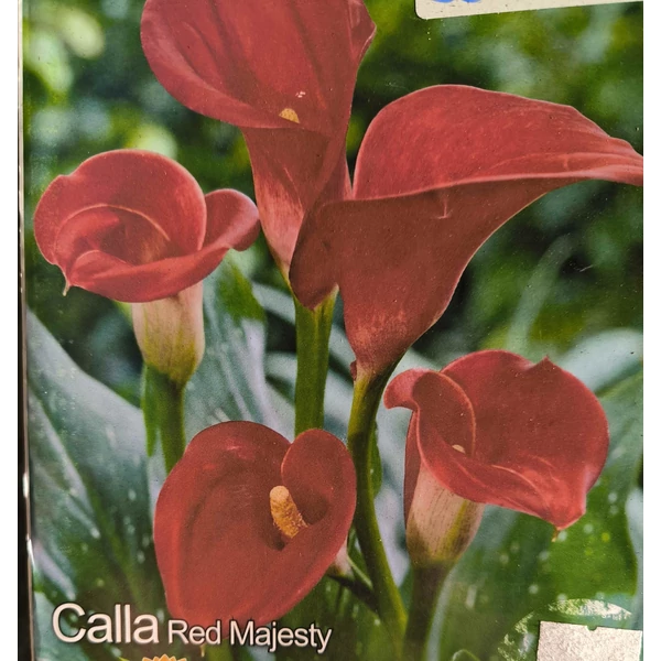 Cala Red Majesty - Kála