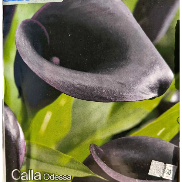 Cala Odessa - Kála
