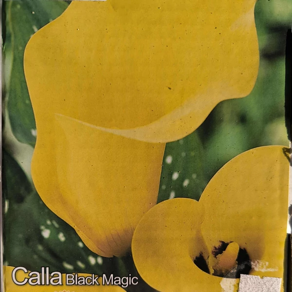 Cala Black Magic - Kála