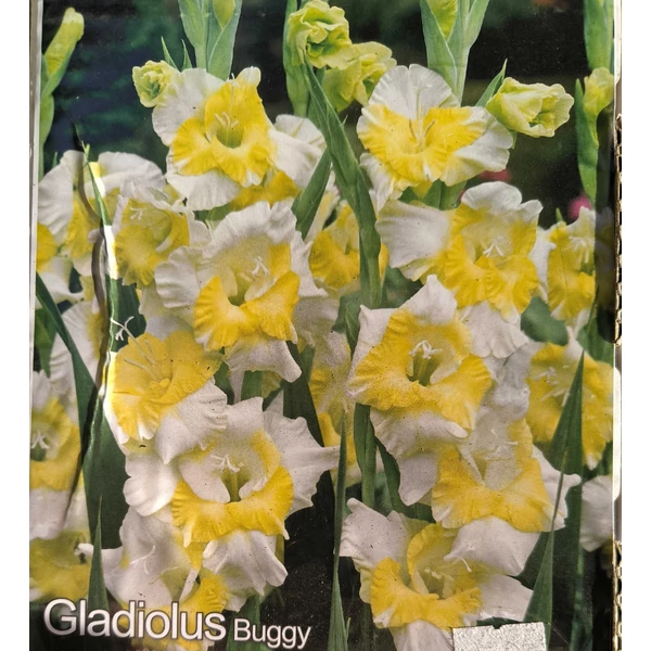 Kardvirág - Gladiolus Buggy - 10 db
