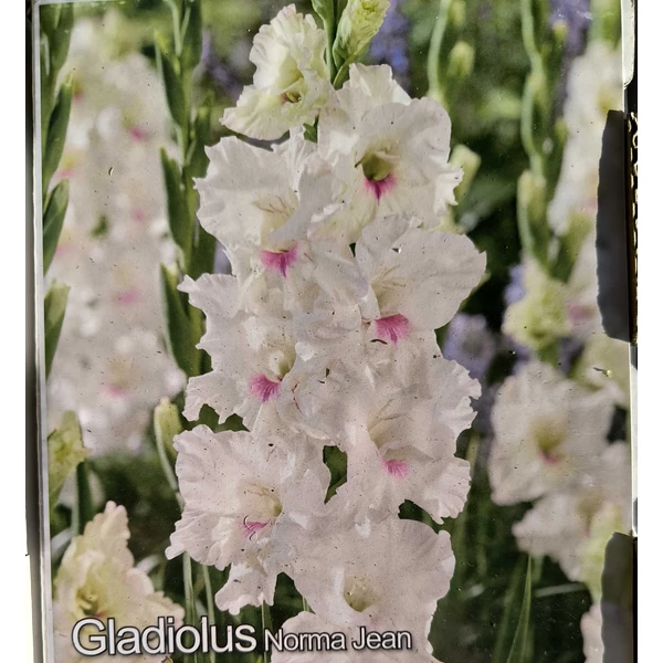 Kardvirág - Gladiolus Norma Jean - 10 db