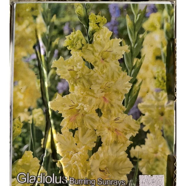 Kardvirág - Gladiolus Burning Sunrays - 10 db