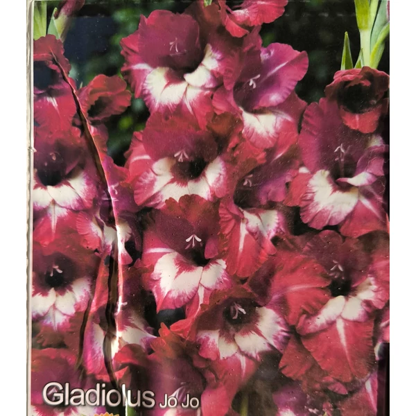 Kardvirág - Gladiolus Jojo - 10 db