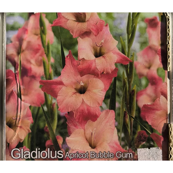 Kardvirág - Gladiolus Appricot Bubble Gum - 10 db