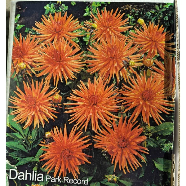 Dália - Park Record (Dahlia)