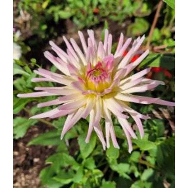Dália - Stars Lady (Dahlia)