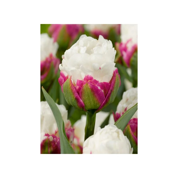 Tulipán  fehér fagylalt (TuIipa 'Ice cream')
