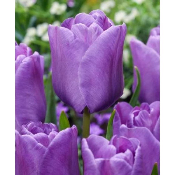 Tulipán Single Late Bleu Aimable