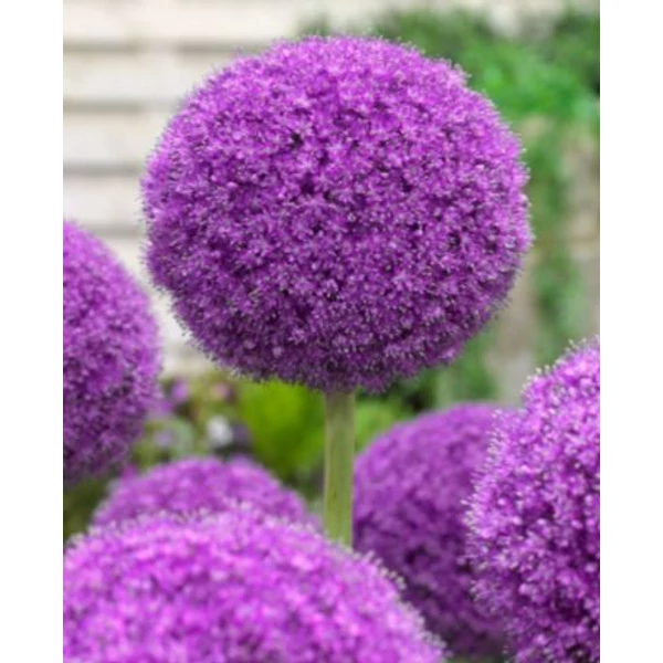 Óriás díszhagyma (Allium 'Giganteum')