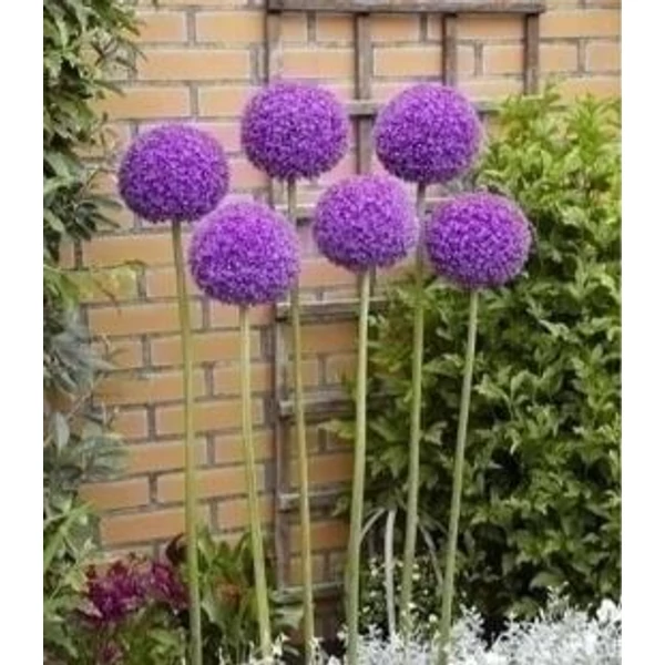 Óriás díszhagyma (Allium 'Giganteum')