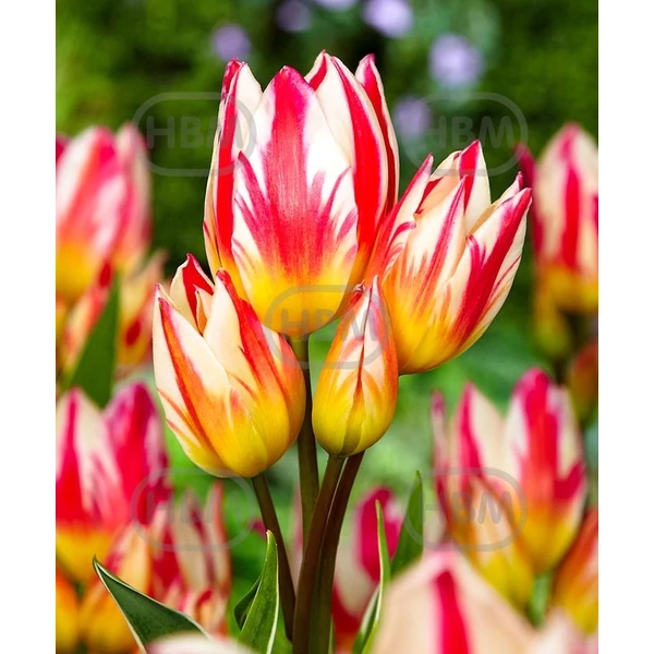 Tulipán Single Early Tricolette