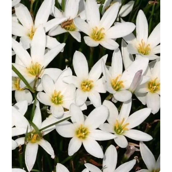 Ültesd Magad Box Zephyranthes - Fehér