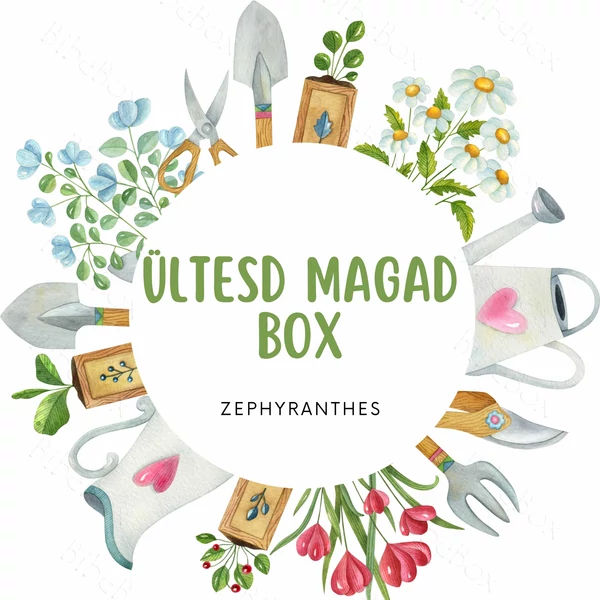 Ültesd Magad Box Zephyranthes - Sárga
