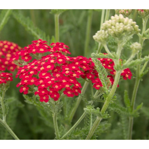 Cickafark Piros  - Achillea millefolium Paprika